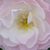 Blanco - rosa - Arbusto de rosas o rosas de parque - Bouquet Parfait®
